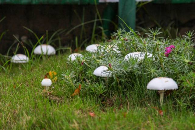 每一帧都是壁纸！雨中浙师竟美成这样…你那儿也下雨了吗？