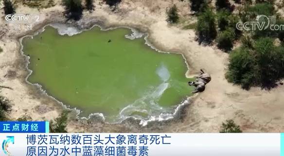 水里有“毒”！330多头大象，接连离奇死亡...