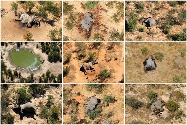 非洲波扎那330头大象离奇暴毙事件罪魁祸首是存在水源中的“蓝绿藻”产生的毒素