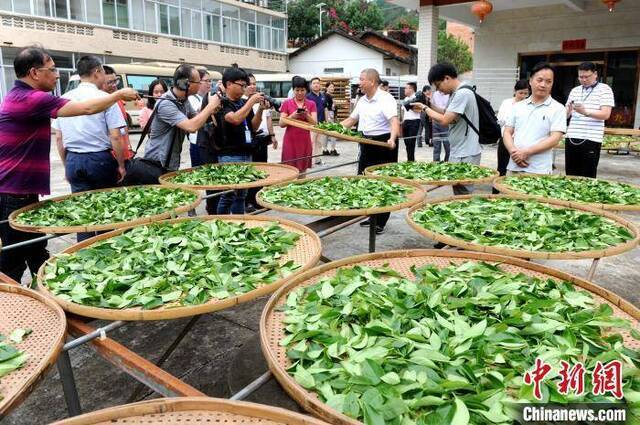 “脱贫振兴八闽行”活动组一行走进南洋镇现场了解漳平水仙茶制作工艺。张金川摄