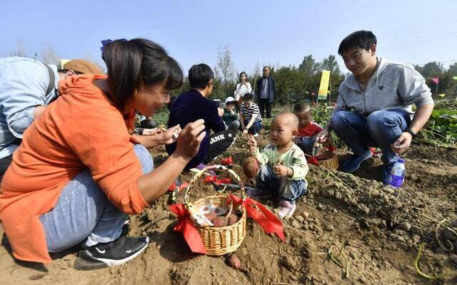 小朋友在家长的带领下在地里挖红薯。摄影/新京报记者吴宁