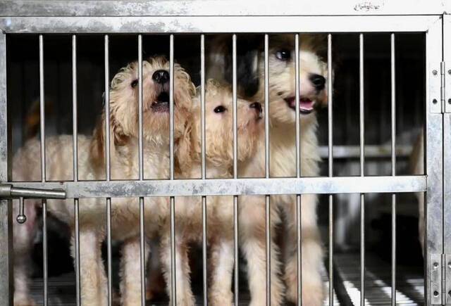 在报恩古寺里，几处地方被归置为流浪狗的犬舍，智祥设计笼子，每天打扫狗舍，照顾流浪狗。