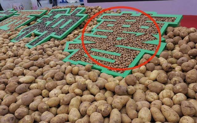 拇指大小的种薯（红圈内）和正常土豆。新京报记者周怀宗摄