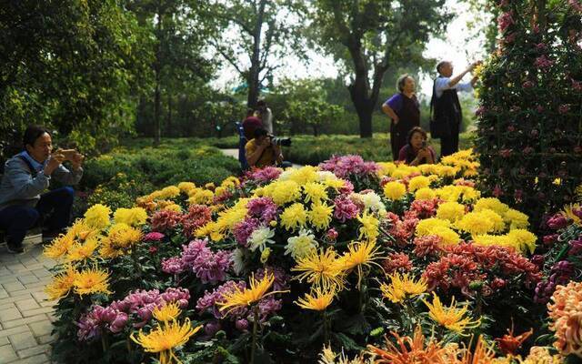 菊花花海。北京植物园供图