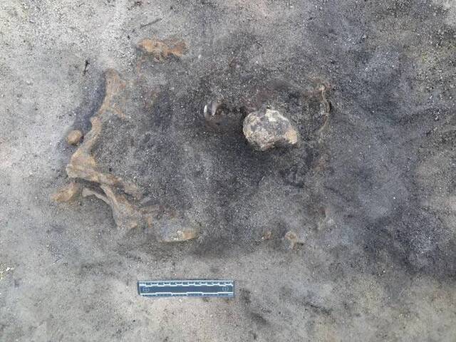 瑞典南部瑟尔沃斯堡石器时代遗址发现8400年前的陪葬狗属于古代的格雷伊猎犬种