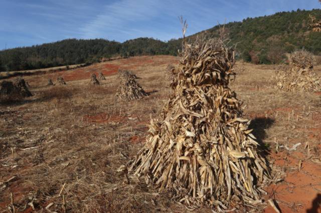 非法侵占林地、种茶毁林……云南通报10起典型案例