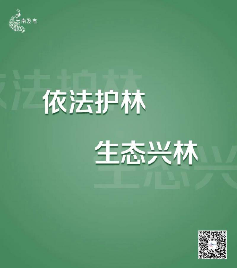 非法侵占林地、种茶毁林……云南通报10起典型案例