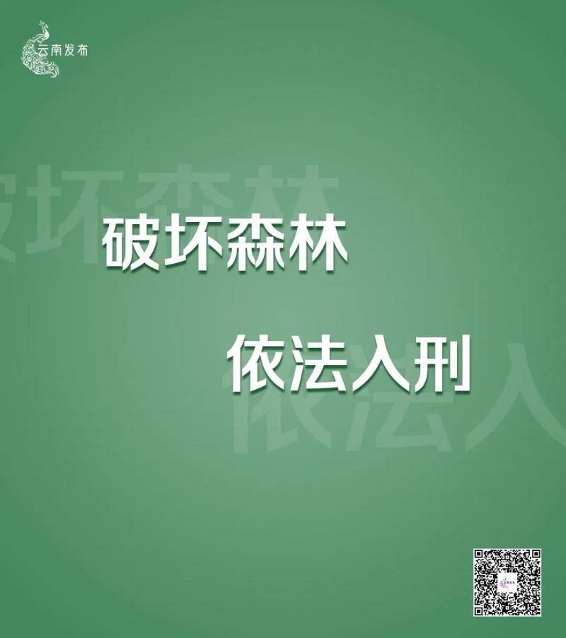 非法侵占林地、种茶毁林……云南通报10起典型案例