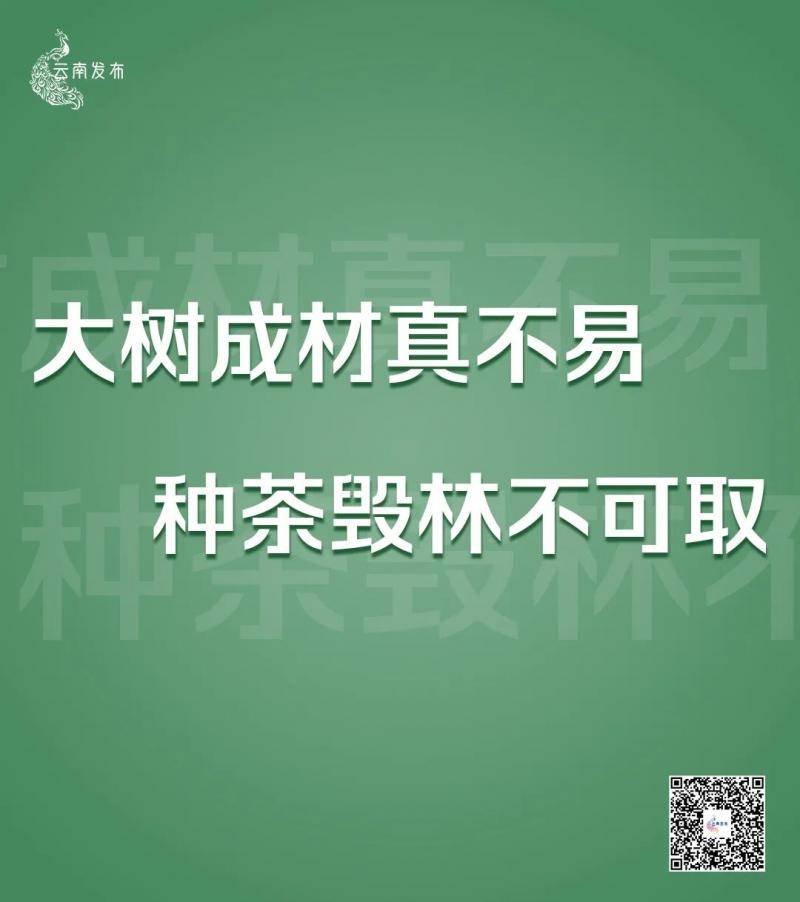 非法侵占林地、种茶毁林……云南通报10起典型案例