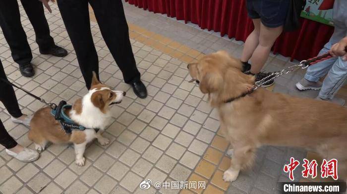 全球每9分钟有1人死于狂犬病