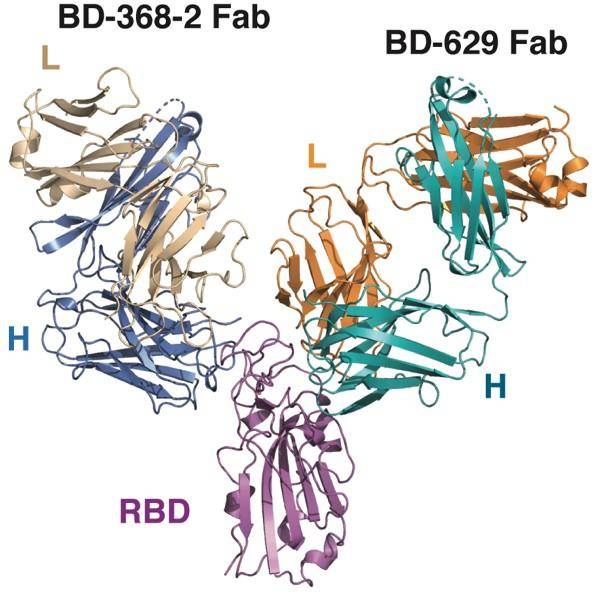 BD-368-2与Spike三聚体形成复合体的高分辨冷冻电镜结构图片来自北大新闻网