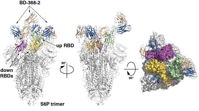 D-368-2、BD-629与RBD形成三元复合体的高分辨晶体结构来自北大新闻网