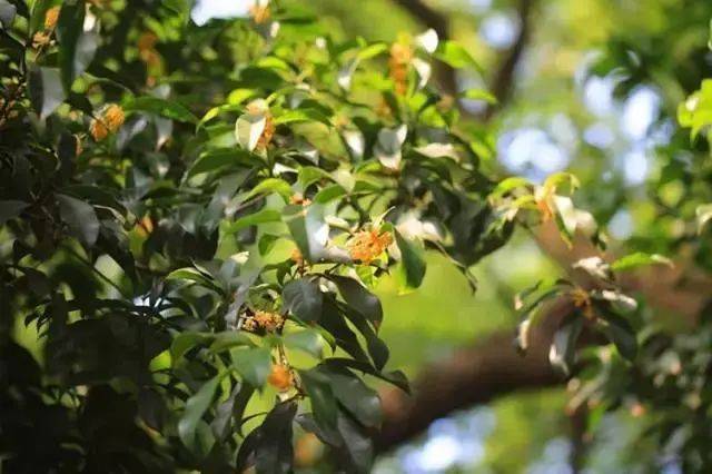 桂花开放图：开州盛山植物园