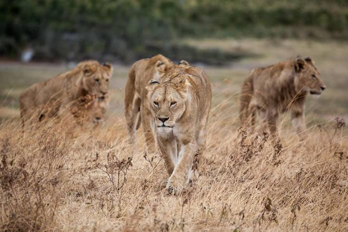 南非西开普省卡鲁国家野生动物园7只狮子组队捕食农庄10只羊最后全数被扑杀