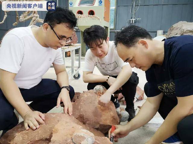 再创新纪录！广东河源发现33枚完整恐龙蛋化石