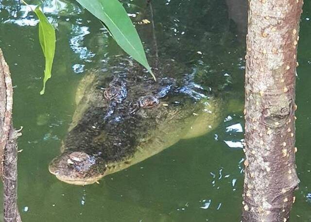 新加坡双溪布洛湿地保护区附近发现鳄鱼距行人路仅2米引起恐慌