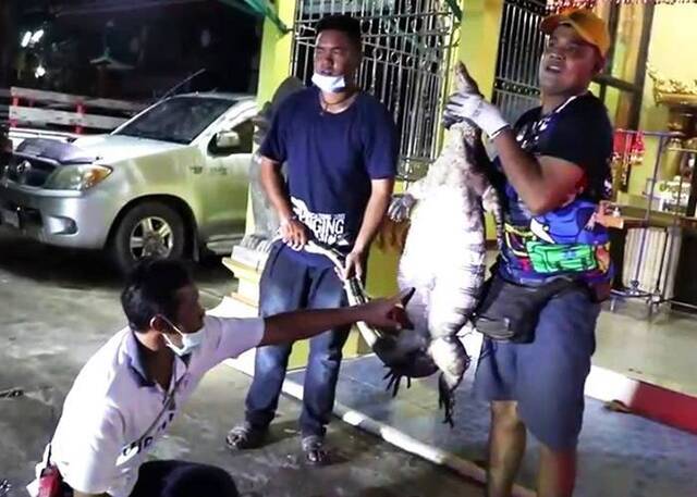 泰国红统府直辖县2米长巨蜥误闯哒叻銮区佛寺救援人员花20分钟制服