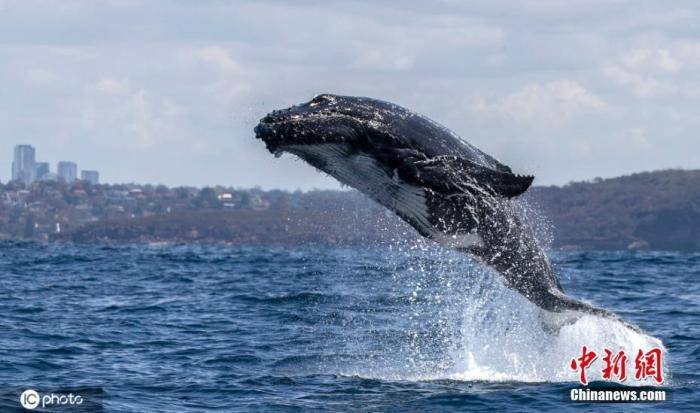 资料图：鲸鱼。图片来源：ICphoto