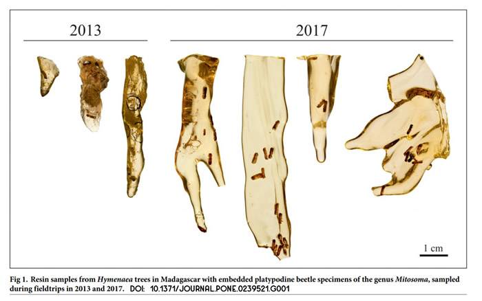 《侏罗纪公园》？新研究展示如何从被困在树脂中的昆虫提取DNA