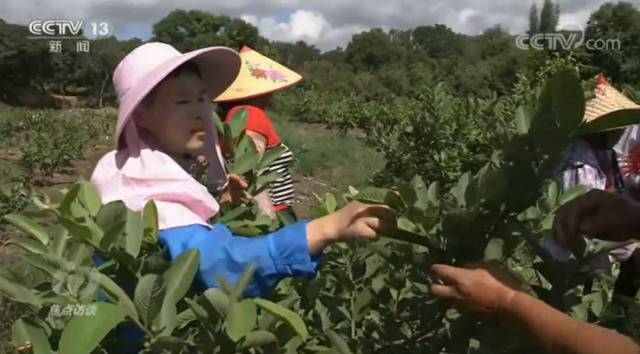 焦点访谈：曾经的“空心村”，成了年轻人回乡创业的沃土