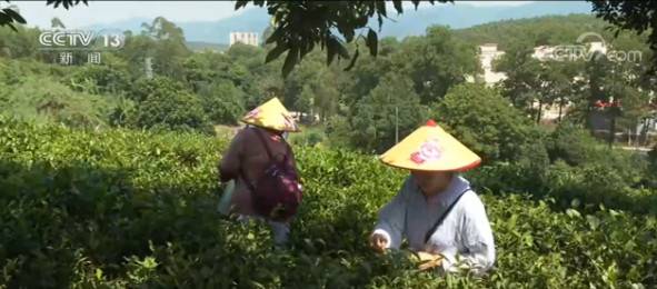 广东：乡村游受追捧 体验不一样的风景