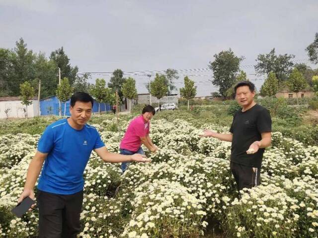 满地菊花香，脱贫致富看我的