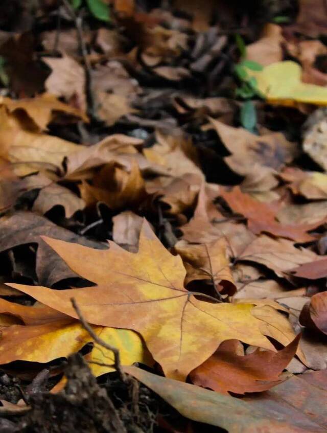 珞珈若彩虹，遇上方知有