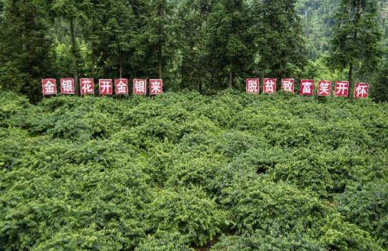 隘口镇坝芒村银花基地