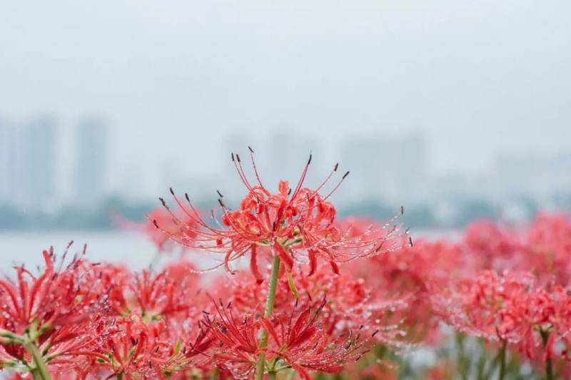 南湖畔，静静绽放的彼岸花（彭雨格摄）