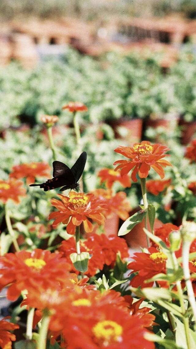 花卉基地，一只蝴蝶停歇在百日菊上（彭雨格摄）