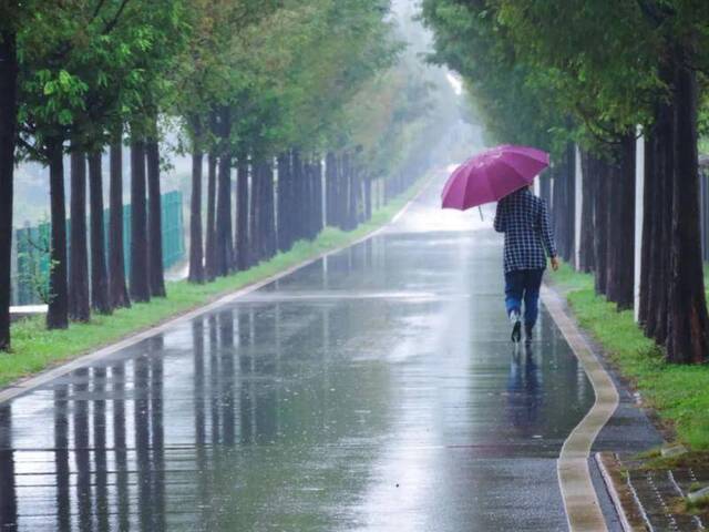 秋雨中，依然苍翠的水杉（姜昊一摄）