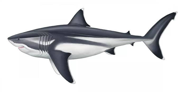 《历史生物学》：巨齿鲨体长达到15米为海洋中最大鱼类