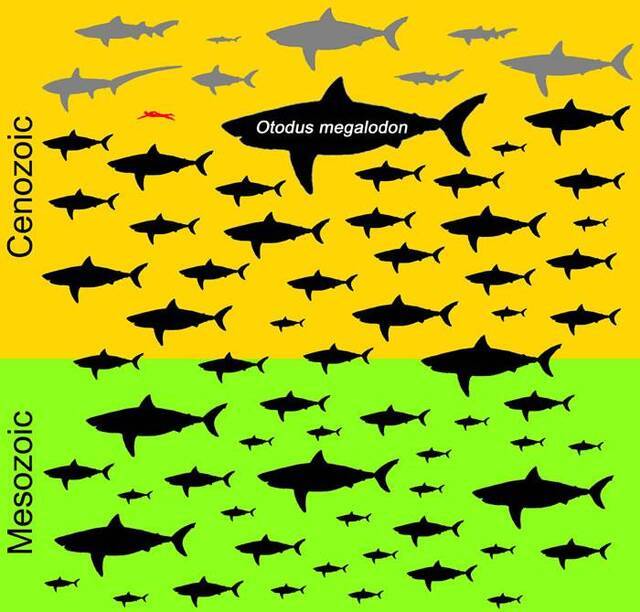 《历史生物学》：巨齿鲨体长达到15米为海洋中最大鱼类
