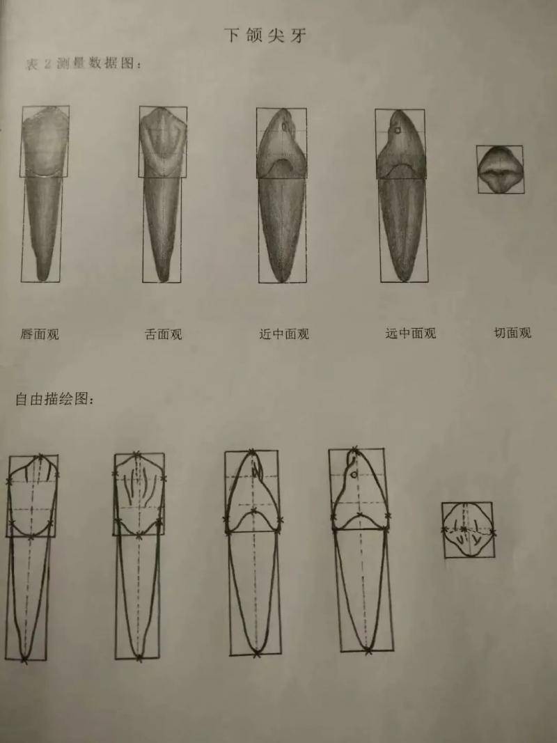 “织刻雕绣”全拿下！川大口腔医学生“巧手养成记”