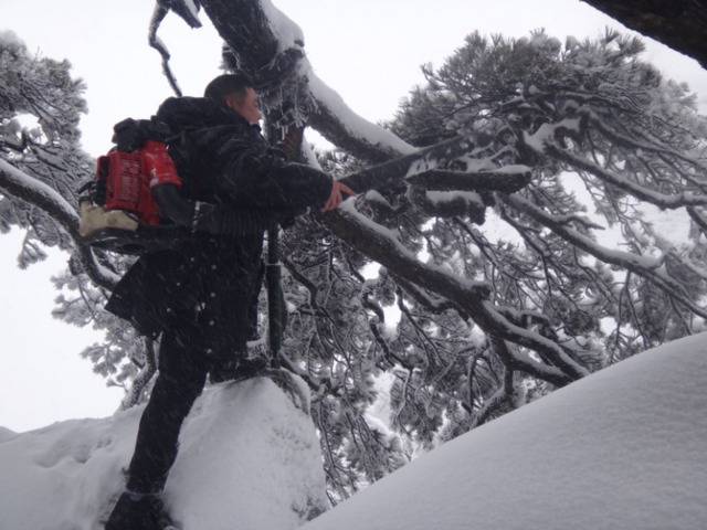 ▲2015年冬，胡晓春身背吹雪机给枝条吹雪，为迎客松减负减压。受访者供图