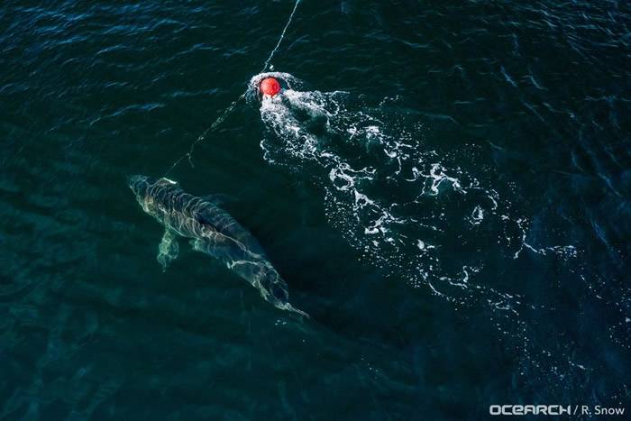 加拿大西北水道中捕获年龄高达50岁的雌性大白鲨“海洋女王”努姑米