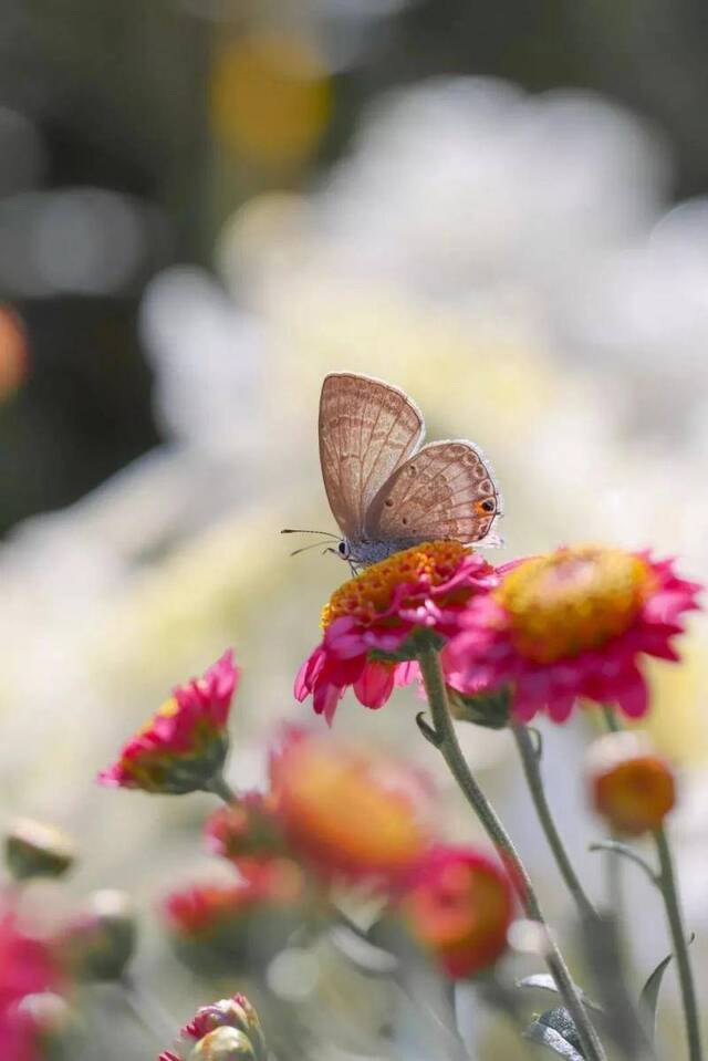 今日寒露，华师最美季节来了~