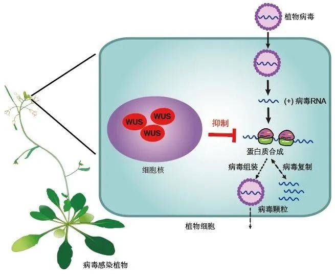 干细胞抗病毒蛋白广谱抗病毒示意图美术设计：武海军等