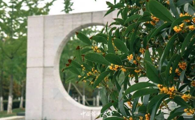 虽迟但到，请查收桂花味的药苑记忆~