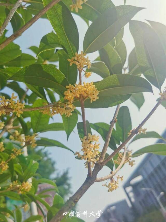 虽迟但到，请查收桂花味的药苑记忆~