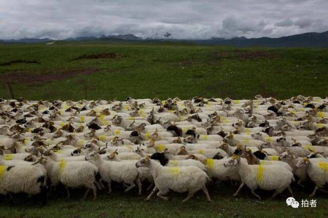 △ 8月6日，青海省海北藏族自治州祁连县，路边的羊群。