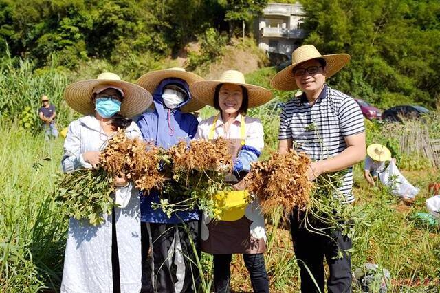 今年7月，万秀区纪委监委干部到城东镇思扶村白洲组花生种植基地帮助该村抢收花生