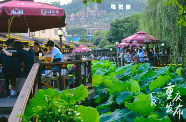 火锅和荷塘形成一道风景线邹乐摄