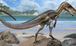 德国发现的1.5亿年前斯式侏罗猎龙可能曾在暗夜中捕鱼时使用尾巴上的感官鳞片