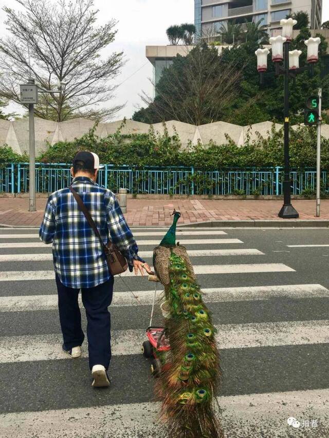 △“遛弯”。2017年3月27日，滨江东路黄金海岸水上乐园附近，一位市民正牵着一只孔雀过斑马线，准备到珠江边遛弯。