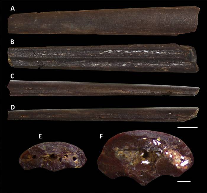 摩洛哥发现生活在白垩纪晚期的新品种翼龙Leptostomia begaaensis可能像朱鹮一样进食
