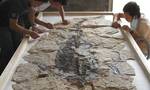 丁今朝：解救“海怪”的人 世界最原始的龟类化石在他手下重现天日