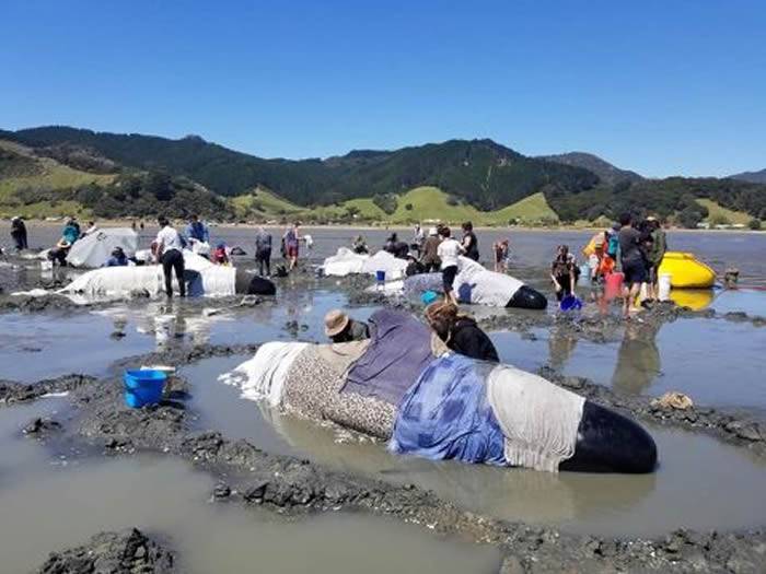 新西兰北岛豪拉基湾有约25只鲸鱼因离岸边过近而搁浅