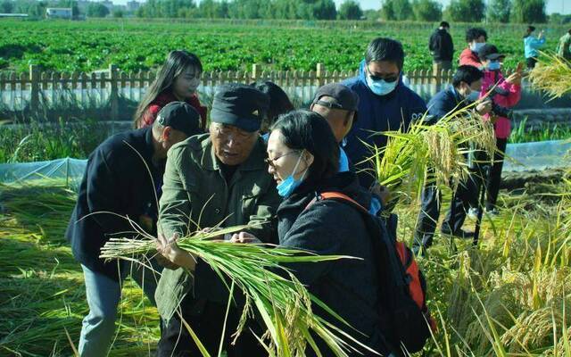 开镰节现场。新京报记者王巍摄