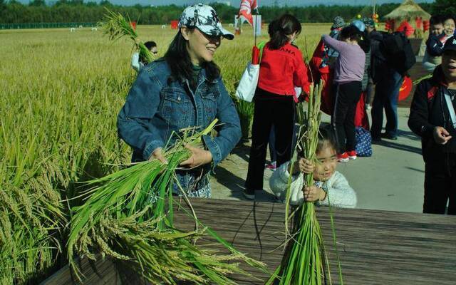 家长带着孩子收割水稻体验农耕文化。新京报记者王巍摄